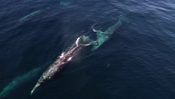 Gray Whale spouts among a pod of 7 whales migrating with Common Dolphins near Catalina Island.