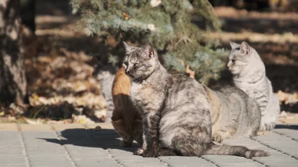 Lot of Stray Cats are Sitting Together in a Public Park in Nature Slow Motion