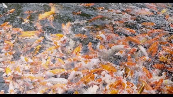 Colorful A lot of Koi fish or carp fish swimming in the pond