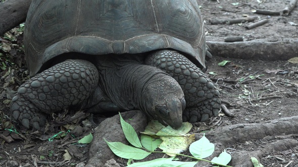 A large African turtle in Zanzibar. Tanzania.