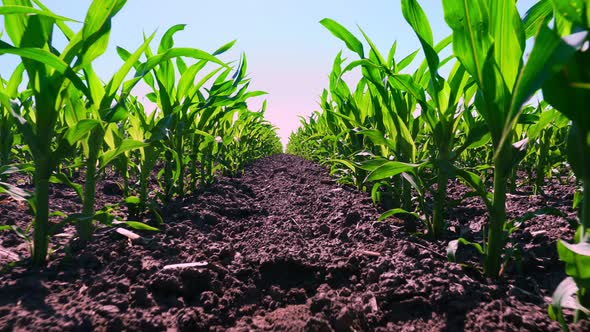 Close-up, Young Green Corn, Maize Sprouts, Shoots, Planted in Rows in Field on Background of Soil