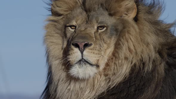 Lion majestically sitting in slow motion wind blue sky