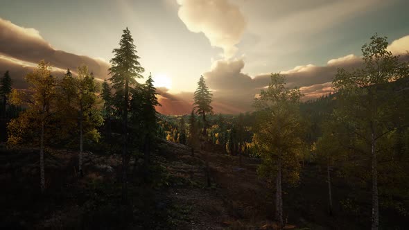 Sunlight in Forest at Sunset alt