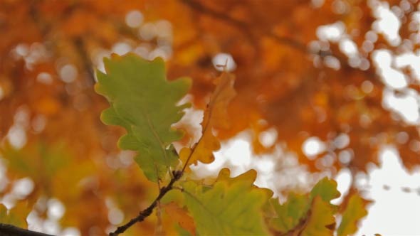 Autumn Oak-Tree Leaves - Close up, Slider Shot