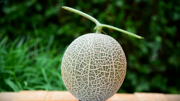 Closeup to rotate Fresh melon on wood plate