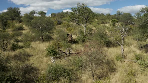 Aerial View of Elephants walk in the savana, Balule Nature Reserve, Maruleng NU.