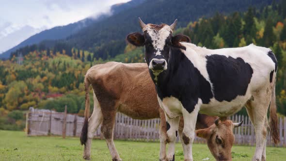 Beautiful wild cows in the wild