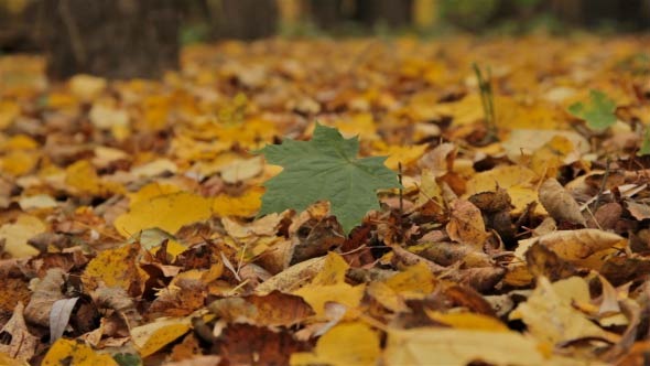 Maple Leaf in Autumn Foliage - Dolly Shot
