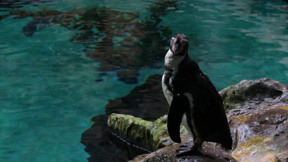 Humboldt penguin cleaning its plumage