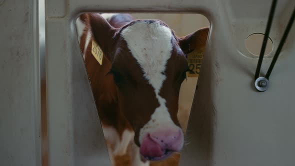 Young Cow Lick Nose in Cowshed Closeup