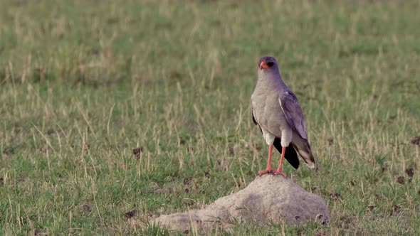 Pale Chanting Goshawk Standing On The Rock At The Grassy Field In Botswana On A Sunny Day - Medium S