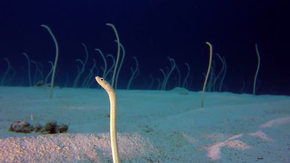 Underwater Beautiful Garden Eels