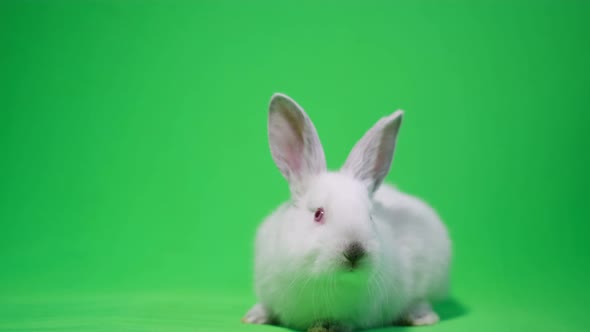Cute White Bunny Looks Into the Camera Ready to Become the Key