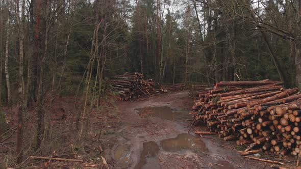 Tree Logs Are Stacked on Top of Each Other in Heaps in the Forest