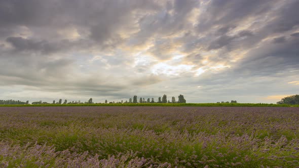 Sunrise in the Lavender Field