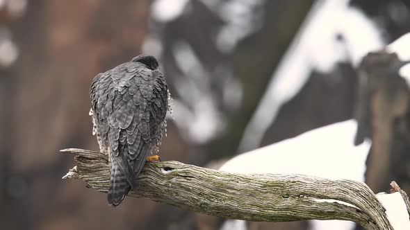 Peregrine Falcon Video Clip