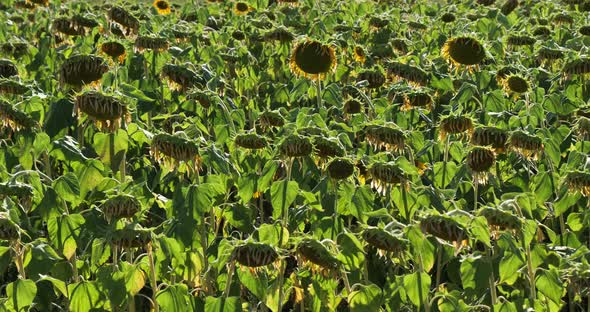 field of sunflowers during dryness, Allier department in Auvergne, France