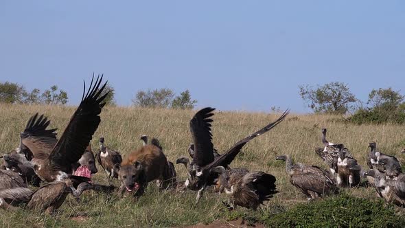 African White Backed Vulture, gyps africanus, spotted Hyena, crocuta crocuta