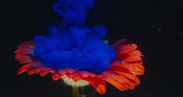 Blue Ink Cloud Is Dropping on Top of a Red Flower Underwater, Close Up, 