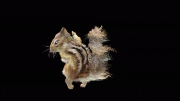 80 Squirrel Samba Dancing 4K