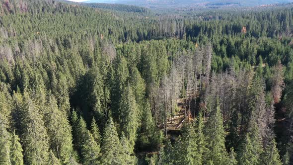 Aerial View of Evergreen Forest by Drone. Flying Over the Canopy of Pine Trees