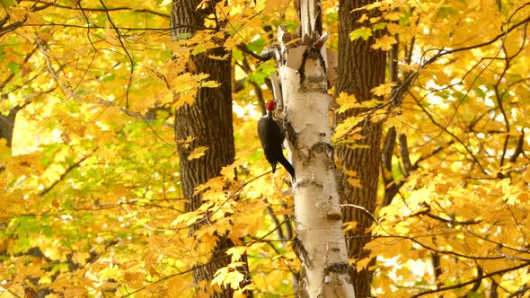 Super bright pretty yellow autumn scenery with woodpecker on birch tree