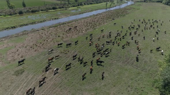 Cattle Grazing on the Meadow