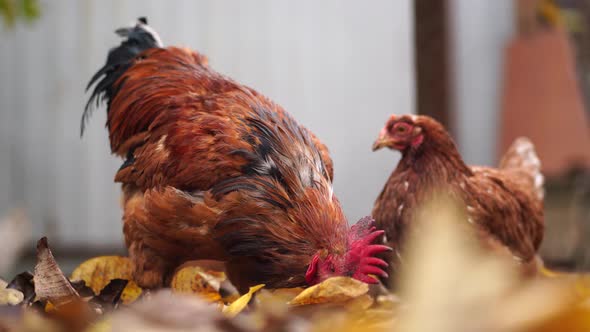 Chickens Walk in the Paddock