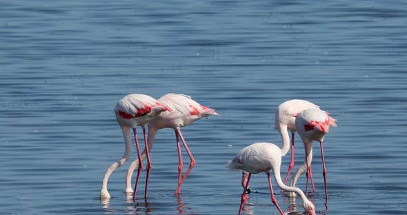 Rosy Flamingo colony in Walvis Bay Namibia