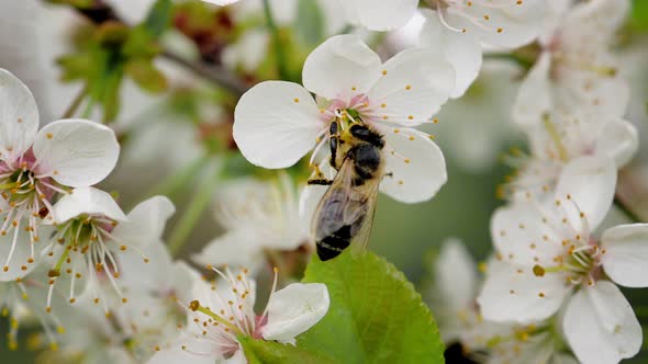 Honey bee is pollinating flower of the blossoming spring tree. Macro