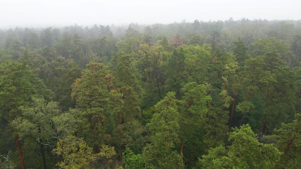 Forest in Fog in Rainy Autumn Weather. Ukraine. Aerial View, Slow Motion