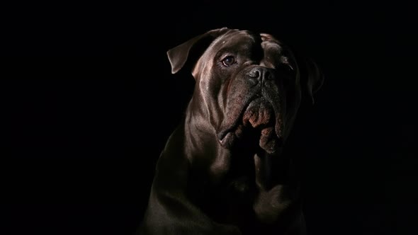 Portrait of Cane Corso in the Studio on a Black Background