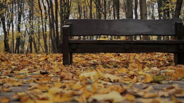 Bench in Autumn - Dolly Shot