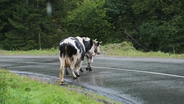 Cows Crossing Mountain Road in the Rain. Cows Graze Along Road at Countryside