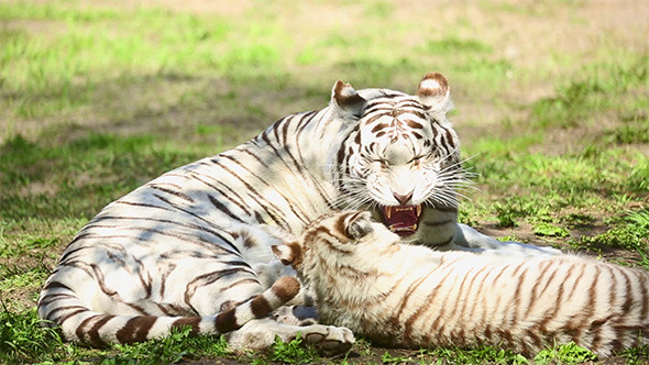 Tigress and Her Cub