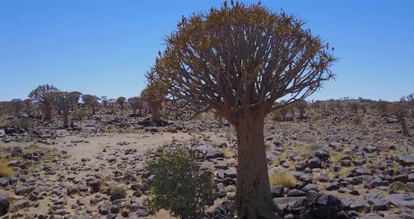 Quiver Trees Of Namibia