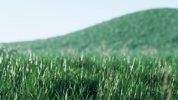 Soft Defocused Spring Background with a Lush Green Grass