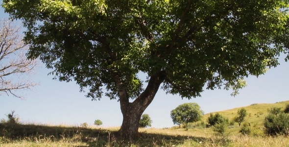 Tree Reveal Tilt Up