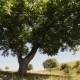 Tree Reveal Tilt Up - VideoHive Item for Sale