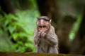 Small monkey in bamboo forest. South India - PhotoDune Item for Sale