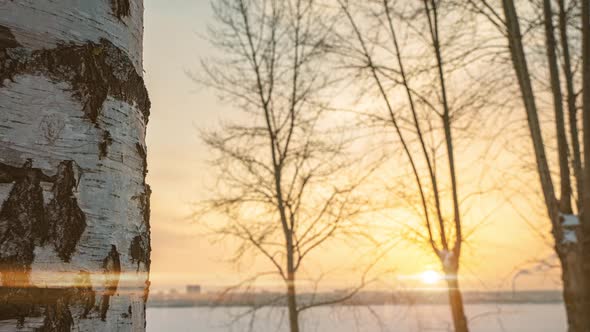 Beautiful Winter Sunset Camera Movement From Bottom to Top Along a Birch