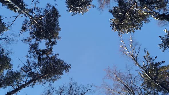 the Trees are All Covered in Snow in the Winter Forest