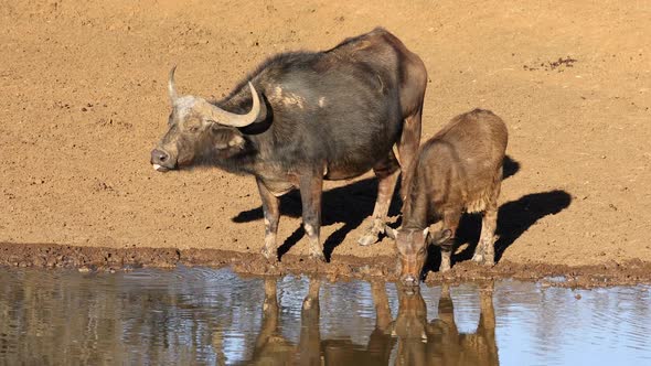 African Buffaloes Drinking At A Waterhole