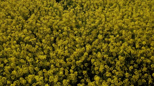 Flight Above Rape Field