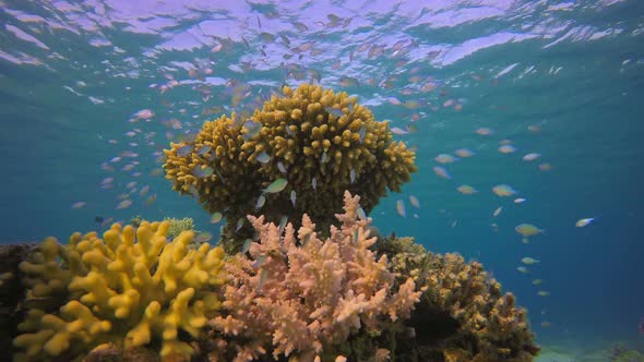 Blue Green Fish under Water Surface