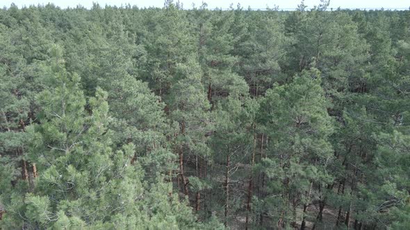 Pine Forest in the Afternoon Aerial View Slow Motion