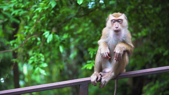 the monkey sits on a railing in an open-air park. monkeys in vivo