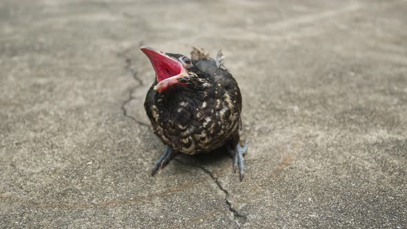 The Baby Bird Had Not Yet Flown And Fell To The Ground.