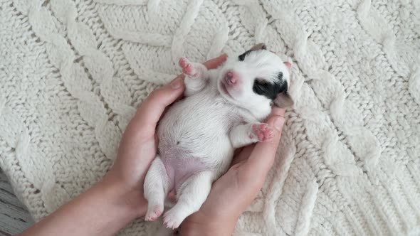 Newborn Puppy Sleeping in Owner Hands