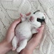 Newborn Puppy Sleeping in Owner Hands - VideoHive Item for Sale